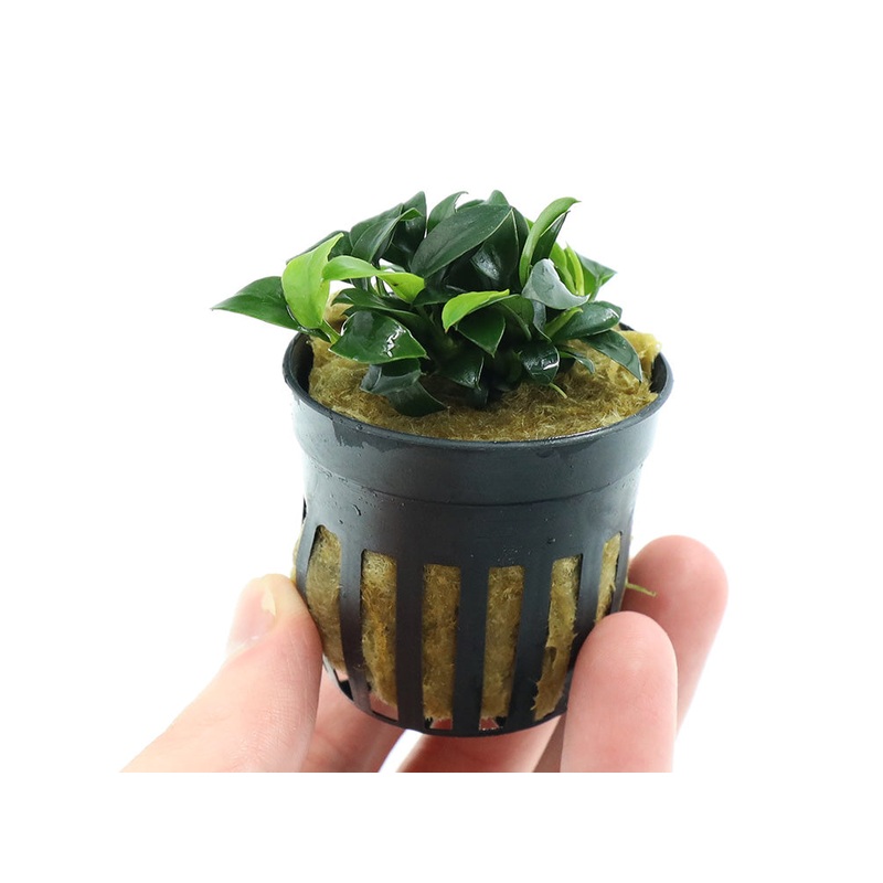 Anubias Jungle Star ( Anubias Barteri “Jungle Star”) Potted