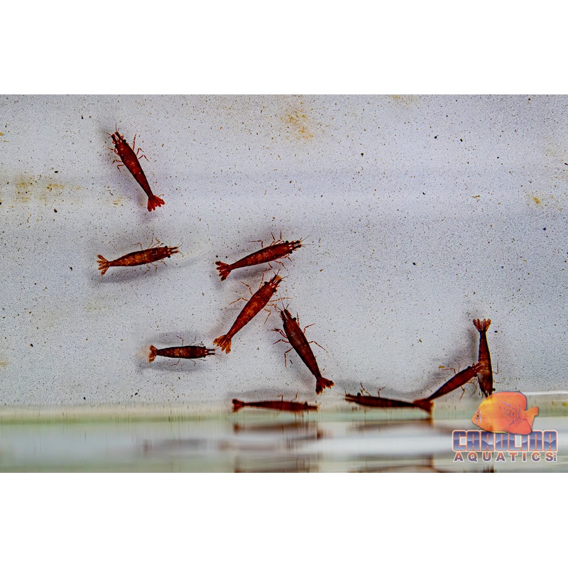 Invert – Shrimp Cherry Red
