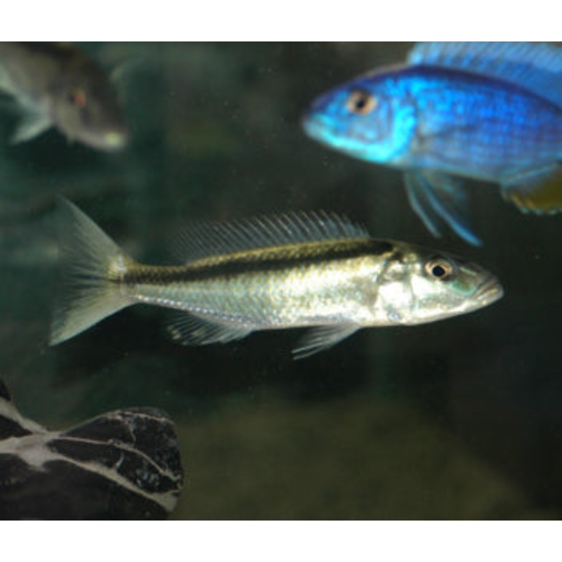 Malawi Trout – C. Caeruleus 3-4cm