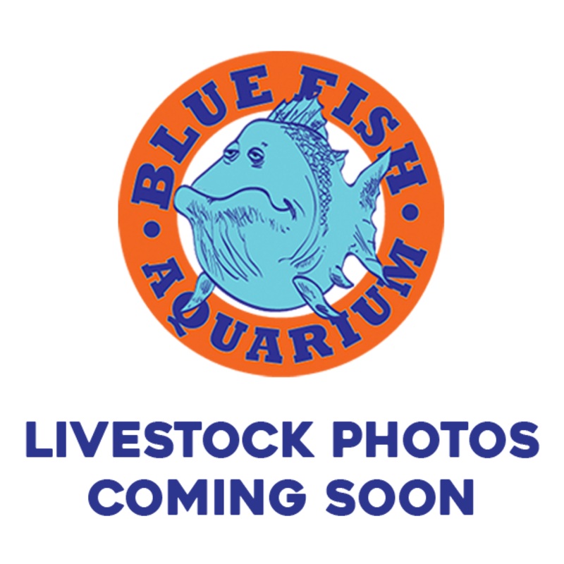 Sterbai Cory Catfish – Regular