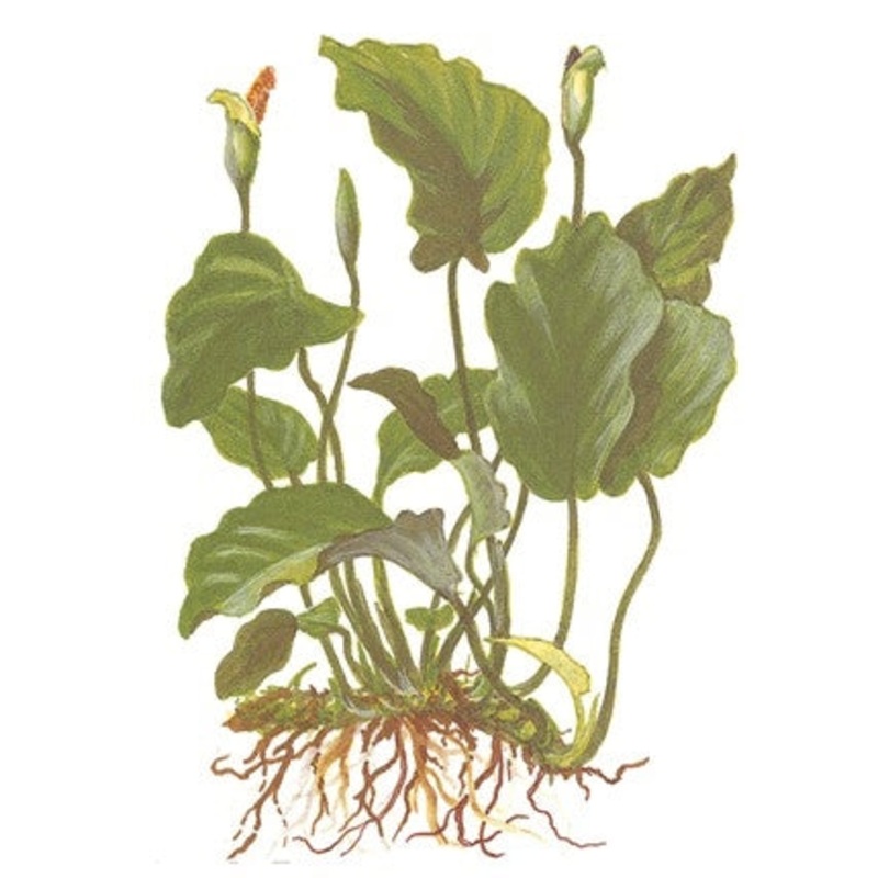 Tropica Potted Anubias barteri var. barteri